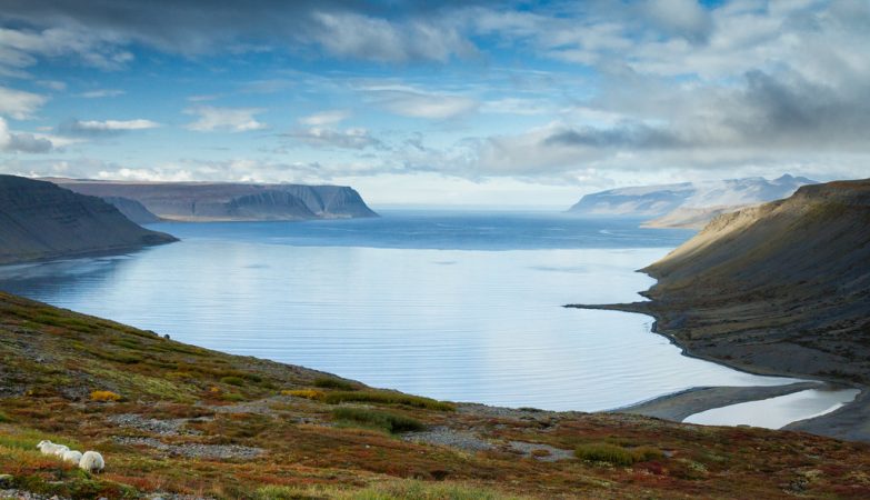 Ovelhas em Trostansfjörður, na islãndia, uma paisagem de cortar a respiração